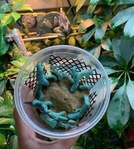 Pioneer Feeders Hornworms Live Reptile Food, 25 count