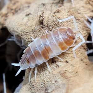 ReptiFauna Powder Orange Isopod, 16-oz, 15 count