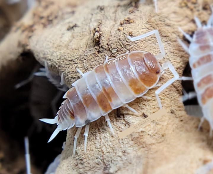 ReptiFauna Powder Orange Isopod, 16-oz, 15 count